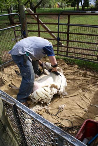 We have used the same shearer for years.  He handles the sheep well and is careful not to make second cuts. He can do the shearer and trim hoofs in about 20 minutes.